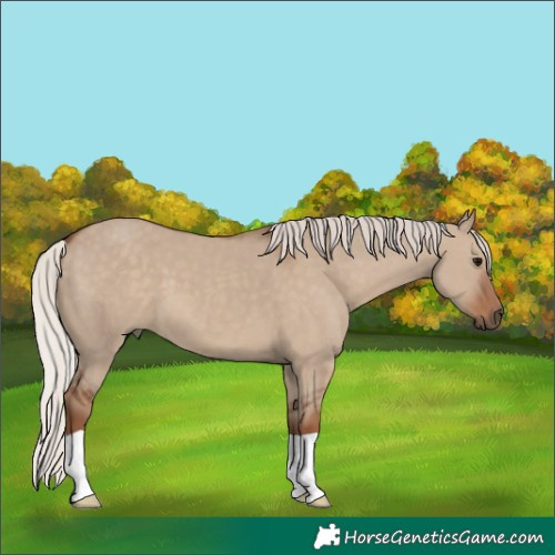 Horse Color:Silver Grullo 