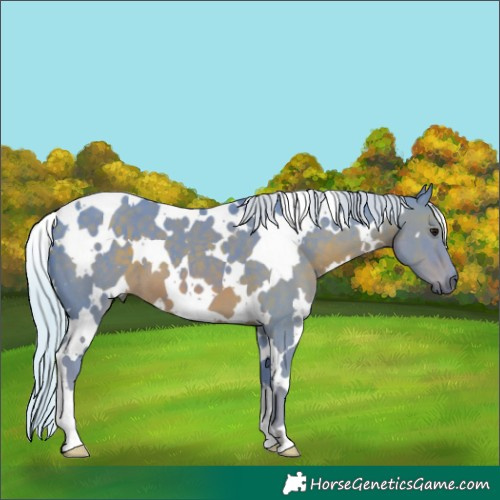 Horse Color:Watercolor White Spotted Silver Black 