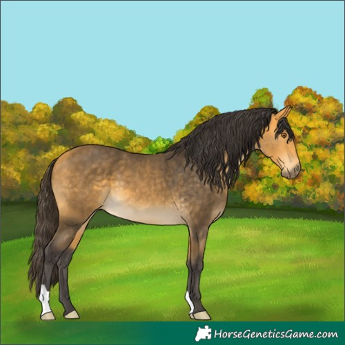 Horse Color:Buckskin 