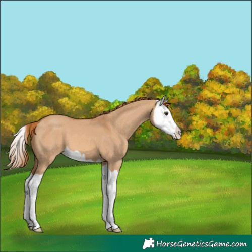 Horse Color:Red Dun Splash 