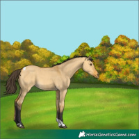 Horse Color:Buckskin Dun Tobiano