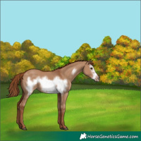 Horse Color:Red Dun Frame