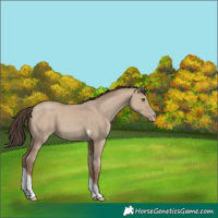 Horse Color:Classic Champagne Dun Tobiano