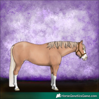 Horse Color:Gold Champagne Splash 