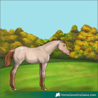 Horse Color:Gold Champagne Roan Dun 