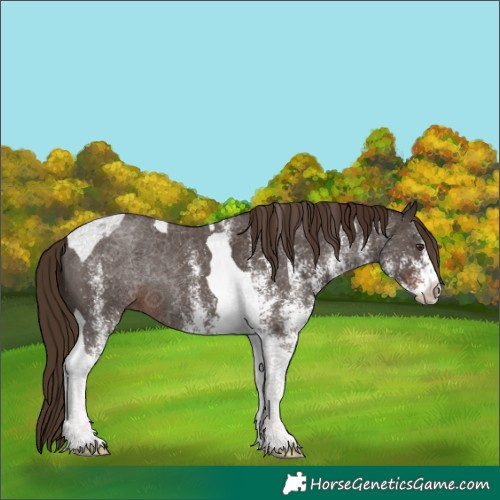 Horse Color:White Spotted Liver Chestnut Tobiano 
