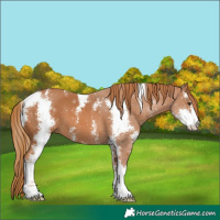 Horse Color:Chestnut Sabino