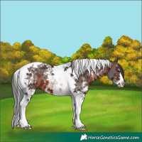 Horse Color:Brown Sabino Tobiano 