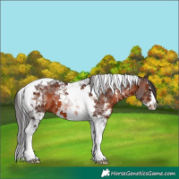 Horse Color:Brown Sabino Tobiano 