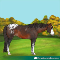 Horse Color:Brown Sabino Appaloosa