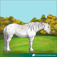 Horse Color:White Spotted Liver Red Dun Sabino 