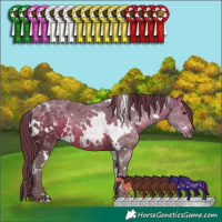 Horse Color:White Spotted Chocolate Brown Rabicano