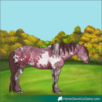 Horse Color:White Spotted Chocolate Brown Rabicano 