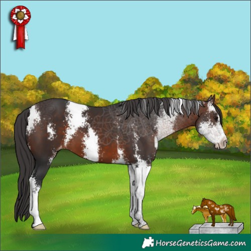 Horse Color:Brown Sabino Appaloosa 