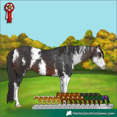 Horse Color:Brown Sabino Appaloosa 