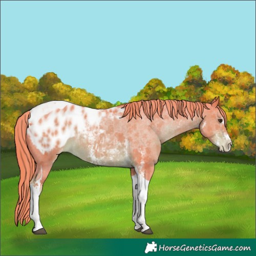 Horse Color:Watercolor Liver Chestnut Sabino Tobiano Appaloosa 