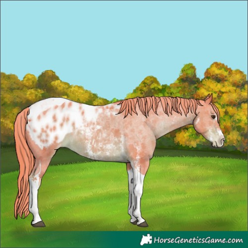 Horse Color:Watercolor Liver Chestnut Sabino Tobiano Blanket 