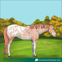 Horse Color:Watercolor Liver Chestnut Sabino Tobiano Blanket 