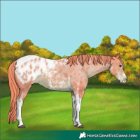 Horse Color:Watercolor Liver Chestnut Sabino Tobiano Appaloosa 
