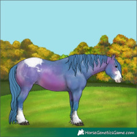 Horse Color:Watercolor Bay Sabino Appaloosa