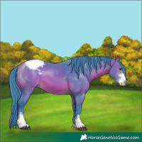 Horse Color:Watercolor Bay Sabino Appaloosa 