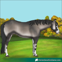 Horse Color:Platinum Blue Onyx 