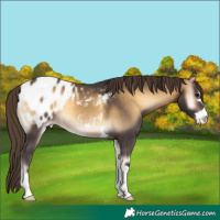 Horse Color:Buckskin Onyx Appaloosa