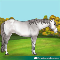 Horse Color:Platinum Buckskin Onyx Appaloosa 