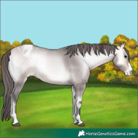 Horse Color:Platinum Buckskin Onyx Appaloosa