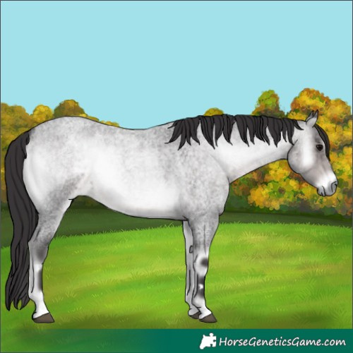 Horse Color:Platinum Buckskin Roan Onyx 