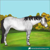 Horse Color:Platinum Buckskin Roan Onyx 
