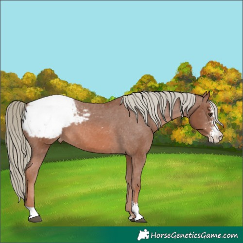 Horse Color:Chestnut Mushroom Sabino Appaloosa 