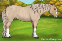Horse Color:Palomino Roan Splash 