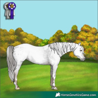 Horse Color:Gray White Spotted Liver Chestnut Appaloosa 