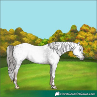 Horse Color:Gray White Spotted Liver Chestnut Appaloosa