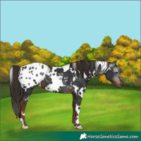 Horse Color:Gray White Spotted Liver Chestnut Appaloosa 