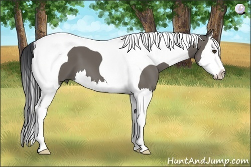 Horse Color:Grullo Splash Tobiano 