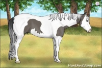 Horse Color:Grullo Splash Tobiano 