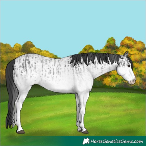 Horse Color:White Spotted Blue Roan Rabicano  and White Spotted Blue Roan Rabicano 