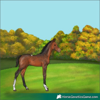 Horse Color:Bay Sabino Tobiano Appaloosa 