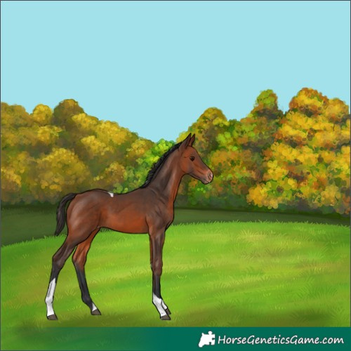 Horse Color:Bay Tobiano Appaloosa 