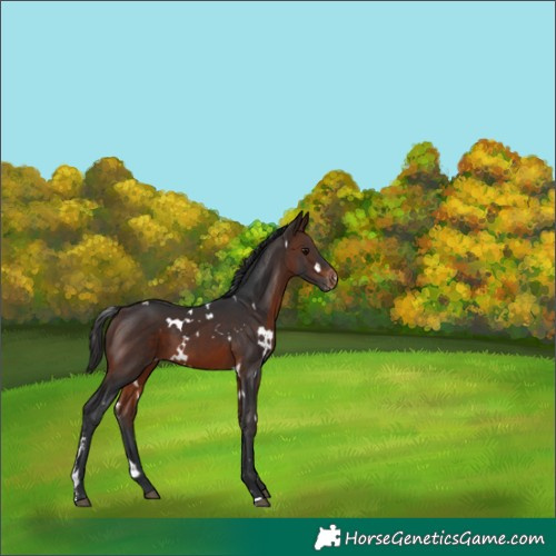 Horse Color:White Spotted Brown Sabino Appaloosa 