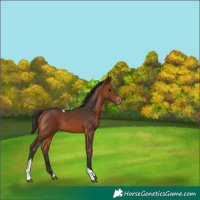 Horse Color:Bay Tobiano Varnish