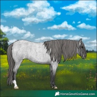 Horse Color:Blue Roan Appaloosa 