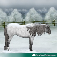 Horse Color:Blue Roan Appaloosa 