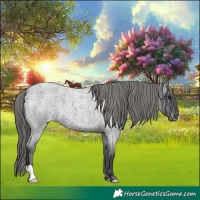 Horse Color:Blue Roan Appaloosa 