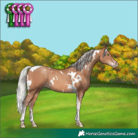 Horse Color:White Spotted Silver Sable Champagne Tobiano 