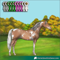 Horse Color:White Spotted Silver Sable Champagne Tobiano 