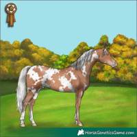 Horse Color:White Spotted Silver Sable Champagne