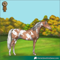 Horse Color:White Spotted Silver Sable Champagne 